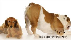  Presentation with animal behavior - Slide set with hind feet - animal behavior - english bulldog background and a coral colored foreground