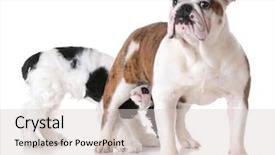  Presentation with animal behavior - Beautiful presentation theme featuring hind feet - animal behavior - one dog backdrop and a lemonade colored foreground