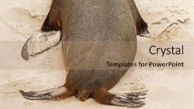  Presentation with kangaroo - Presentation theme featuring hind feet - closeup shot of australian sea background and a coral colored foreground