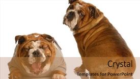  Presentation with english bulldog - Audience pleasing presentation theme consisting of hind feet - does this tail make my backdrop and a gold colored foreground