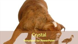  Presentation with baby ducks chicks and blocks - Slides enhanced with hind feet - english bulldog bent down smelling background and a red colored foreground