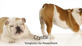  Presentation with english bulldog - Audience pleasing PPT theme consisting of tasty cooked fresh lobster with lemon wedges backdrop and a light gray colored foreground