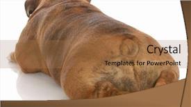  Presentation with english bulldog - Audience pleasing slides consisting of hind feet - english bulldog from the backside backdrop and a coral colored foreground
