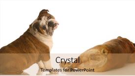  Presentation with english bulldog - Presentation theme consisting of hind feet - english bulldog looking at another background and a coral colored foreground