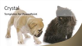  Presentation with persian - Amazing PPT theme having hind feet - english bulldog puppy sniffing backside backdrop and a white colored foreground