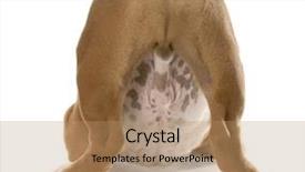  Presentation with english bulldog - Beautiful PPT theme featuring hind feet - english bulldog puppy backdrop and a coral colored foreground