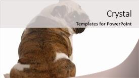  Presentation with study english abroad - Colorful slides enhanced with hind feet - english bulldog sitting with backside backdrop and a light gray colored foreground
