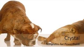  Presentation with sad dog abandoned dogs - Cool new slides with hind feet - english bulldog sniffing at another backdrop and a gold colored foreground