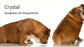  Presentation with animal behavior - Theme consisting of hind feet - english bulldog sniffing at another background and a white colored foreground