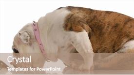  Presentation with spoken english - Amazing PPT theme having hind feet - english bulldog sniffing the backside backdrop and a coral colored foreground