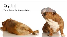  Presentation with english bulldog - PPT theme with hind feet - english bulldog sniffing up background and a white colored foreground