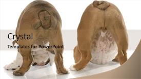  Presentation with english - Slide deck with hind feet - two english bulldogs bent background and a coral colored foreground