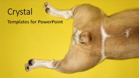  Presentation with what is english literature - PPT layouts featuring hind legs of english bulldog background and a yellow colored foreground