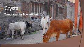  Presentation with hinduism - Cool new slides with hinduism free - holy cows in jaipur india backdrop and a gray colored foreground