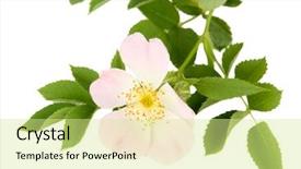  Presentation with rose flower - Slide deck having photo of road in the lifeless atacama desert background and a soft green colored foreground