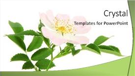  Presentation with rose flower - Amazing PPT theme having hip rose flower isolated backdrop and a pink colored foreground