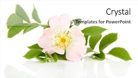  Presentation with rose flower - Beautiful slide set featuring hip rose flower isolated backdrop and a white colored foreground