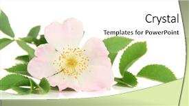  Presentation with hip - Audience pleasing presentation theme consisting of hip rose flower isolated backdrop and a  colored foreground
