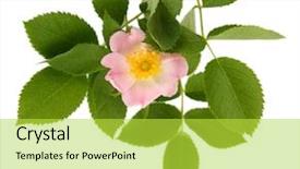 Presentation with pink rose petals on white - Slide deck with hip rose flower isolated background and a yellow colored foreground