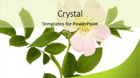  Presentation with rose flower - Cool new slides with hip rose flower isolated backdrop and a blonde colored foreground