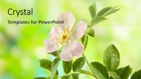  Presentation with hip - PPT layouts enhanced with hip rose flower on green background background and a soft green colored foreground