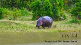  Presentation with safari animals - Colorful theme enhanced with hippo-by-the-lake-hippopotamus backdrop and a yellow colored foreground