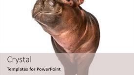  Presentation with holstein dairy calf - Theme having hippo-calf-3-months-old background and a soft green colored foreground