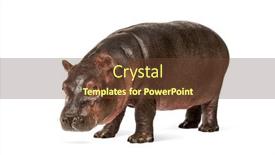  Presentation with old - Cool new theme with hippo-calf-3-months-old backdrop and a tawny brown colored foreground