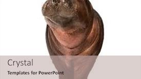  Presentation with old - Beautiful presentation design featuring hippo-calf-3-months-old backdrop and a mint green colored foreground