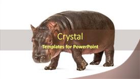  Presentation with old - Colorful presentation enhanced with hippo-calf-3-months-old backdrop and a tawny brown colored foreground