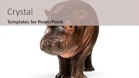  Presentation with holstein dairy calf - Slides featuring hippo-calf-3-months-old background and a mint green colored foreground