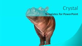  Presentation with camera - PPT layouts enhanced with hippo-calffacing-at-the-camera background and a cyan colored foreground
