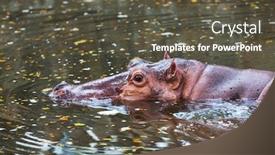  Presentation with water - Audience pleasing presentation design consisting of hippo-closeup-in-the-water backdrop and a dark gray colored foreground