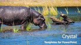  Presentation with water river - Slides featuring hippo drinking river water botswana background and a teal colored foreground