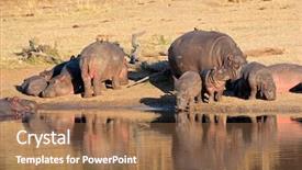  Presentation with family africa - Theme consisting of hippo family hippopotamus amphibius resting background and a coral colored foreground