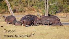  Presentation with family africa - Colorful PPT theme enhanced with hippo family hippopotamus amphibius with oxpecker birds sabie-sand nature reserve south africa backdrop and a coral colored foreground