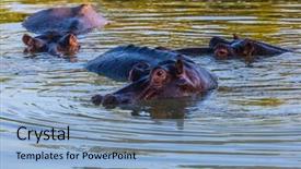  Presentation with family africa - Amazing slides having hippo family resting in the cool water of the lake sunny day in the kruger national park south africa backdrop and a light blue colored foreground