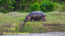  Presentation with safari animals - Amazing PPT theme having hippo-grazes-on-the-lake backdrop and a violet colored foreground