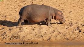  Presentation with south africa - Slide deck consisting of hippo-hippopotamus-amphibius-walking background and a coral colored foreground