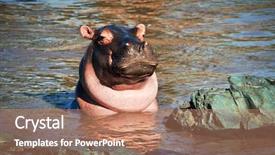  Presentation with africa safari - Cool new PPT layouts with hippo hippopotamus in river portrait safari in serengeti tanzania africa backdrop and a coral colored foreground