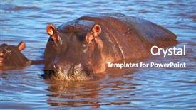  Presentation with serengeti africa - Slide deck with hippo hippopotamus in river safari background and a tawny brown colored foreground
