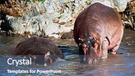  Presentation with africa safari - Colorful presentation design enhanced with hippo hippopotamus in river safari in serengeti tanzania africa backdrop and a ocean colored foreground