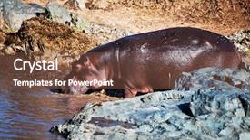  Presentation with africa safari - Theme enhanced with hippo hippopotamus walking to the river safari in serengeti tanzania africa background and a tawny brown colored foreground