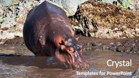  Presentation with serengeti africa - PPT layouts enhanced with hippo hippopotamus walking to the river safari in serengeti tanzania africa background and a violet colored foreground