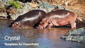  Presentation with serengeti africa - Slide set consisting of hippo hippopotamus walking to the river safari in serengeti tanzania africa background and a gray colored foreground