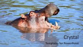  Presentation with africa safari - Theme with hippo hippopotamus with mouth open in river safari in serengeti tanzania africa background and a light blue colored foreground