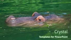  Presentation with animal - PPT theme with hippo-in-water-animal-background background and a forest green colored foreground