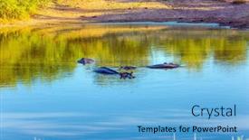  Presentation with herbivore - Presentation theme with hippo-or-hippopotamus-a-semi background and a light blue colored foreground