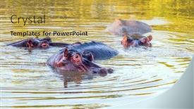  Presentation with kruger - Colorful PPT theme enhanced with hippo-or-hippopotamus-semi-aquatic backdrop and a yellow colored foreground