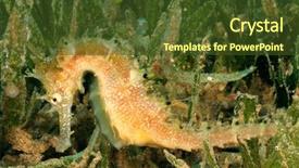  Presentation with ocean seahorse - Colorful presentation enhanced with hippocampus - thorny seahorse backdrop and a  colored foreground